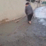 В селе Кикуни Гергебильского района успешно завершены работы по частичному бетонированию внутрисельской дороги по улице Шейха Магомеда Гаджи Б. - Гергебильский район